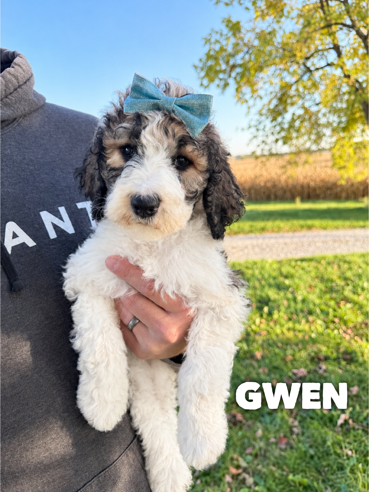 Gwen 1
